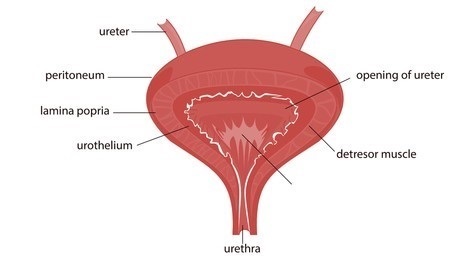 structure of the urinary bladder