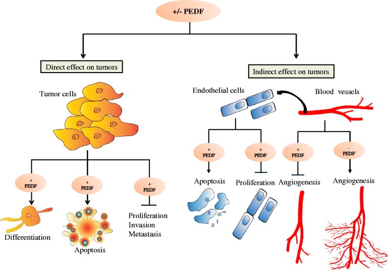  Modulation of the expression of PEDF affects tumor growth either (i) indirectly through the inhibition of angiogenesis