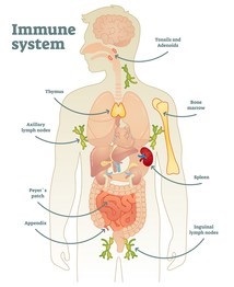 Immune-diseases-picture